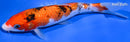 7.5" GINRIN SANKE