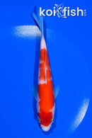 5.5" KOHAKU