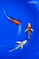 PACK OF (3) 4.5-5" BUTTERFLY KOI