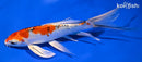 7.75" YAMATO NISHIKI BUTTERFLY