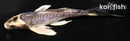 5.5" KIN KIKOKURYU BUTTERFLY