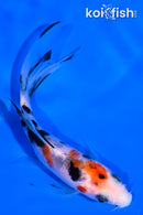 4.5" SANKE BUTTERFLY