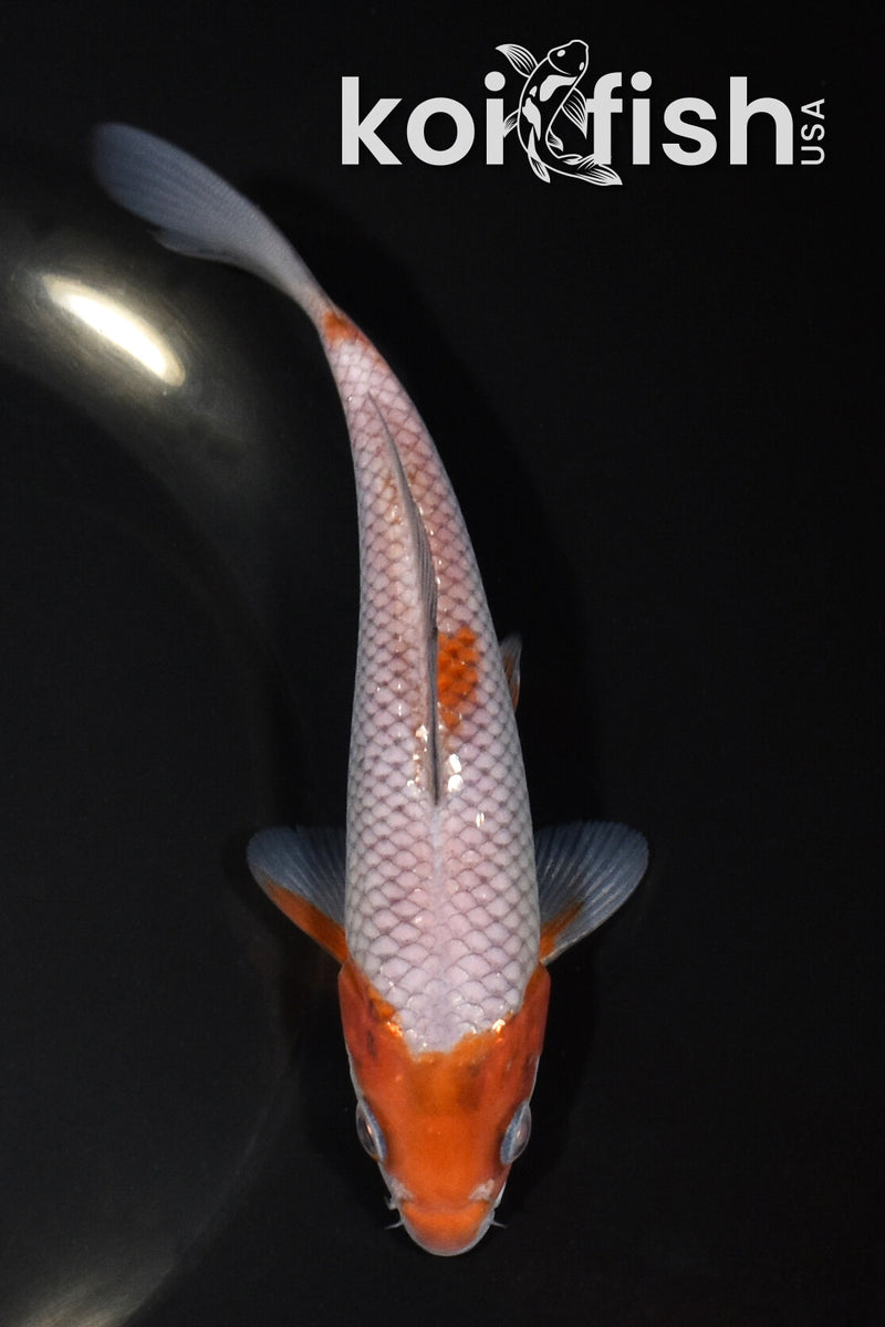 5.75" OCHIBA SHIGURE