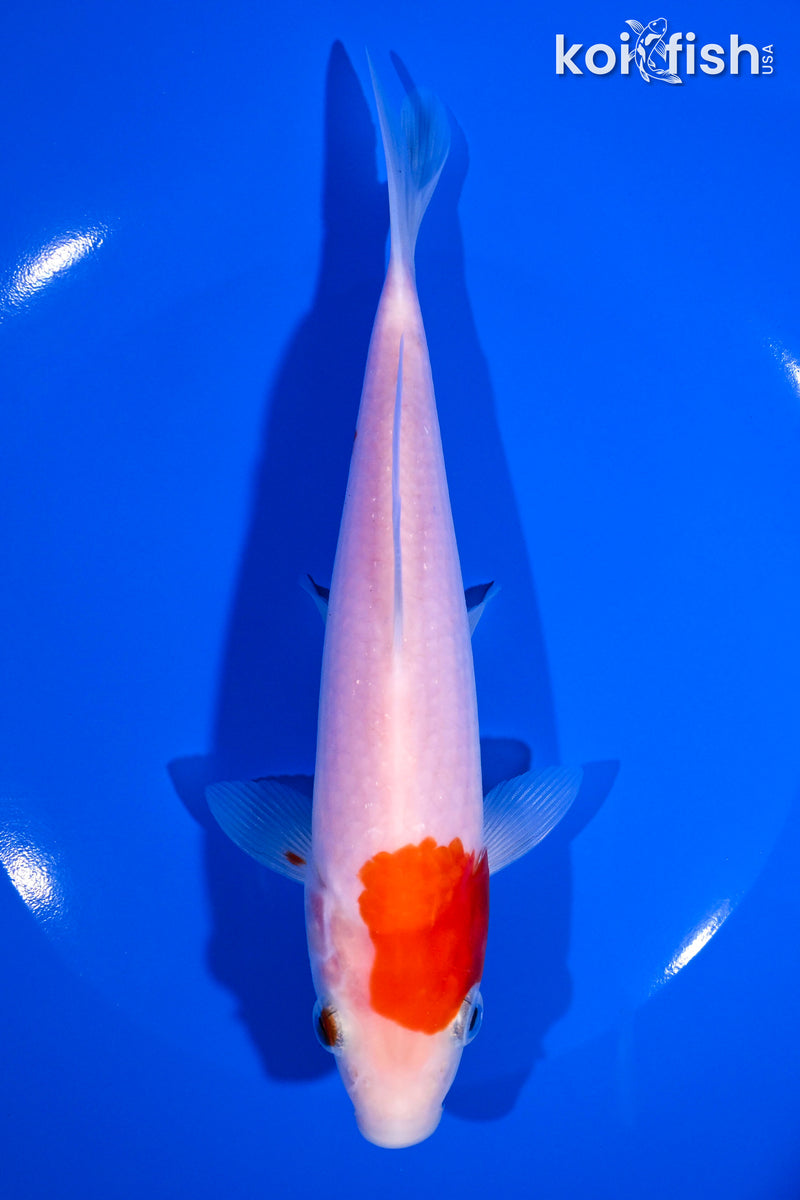 7.25" KOHAKU