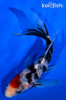 5.5" BENI MATSUKAWABKE BUTTERFLY