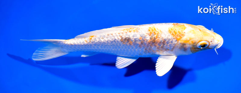 7.5" GINRIN HARIWAKE