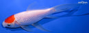 7.25" TANCHO SARASA COMET GOLDFISH