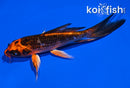 5" ORENJI MATSUBA BUTTERFLY