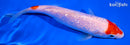 6.25" GINRIN KOHAKU