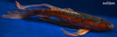 22.5" HI SHUSUI BUTTERFLY