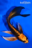 5.25" ARAGOKE BENI KIKOKURYU BUTTERFLY