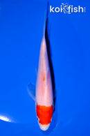 5.5" TANCHO KOHAKU