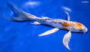 9" HEISEI NISHIKI BUTTERFLY