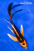 5.75" BENI KIKOKURYU BUTTERFLY