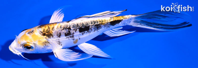 5" HEISEI NISHIKI BUTTERFLY