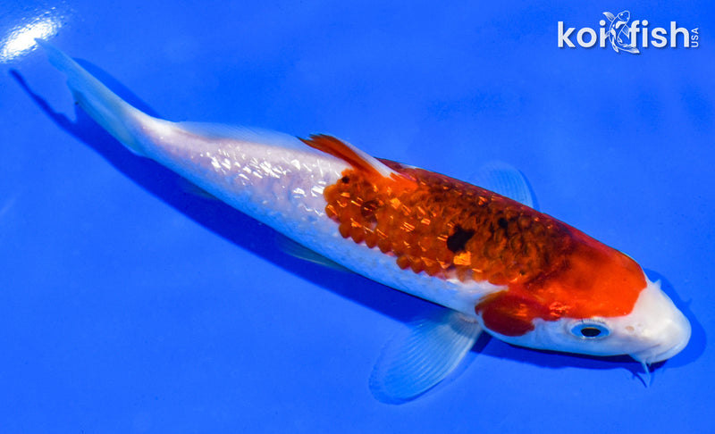 5.5" GINRIN GOROMO
