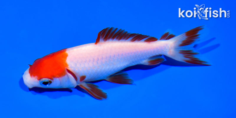 4.75" WAKIN GOLDFISH