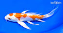 7.25" KIKUSUI BUTTERFLY