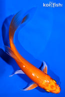 5.25" ORENJI OGON BUTTERFLY