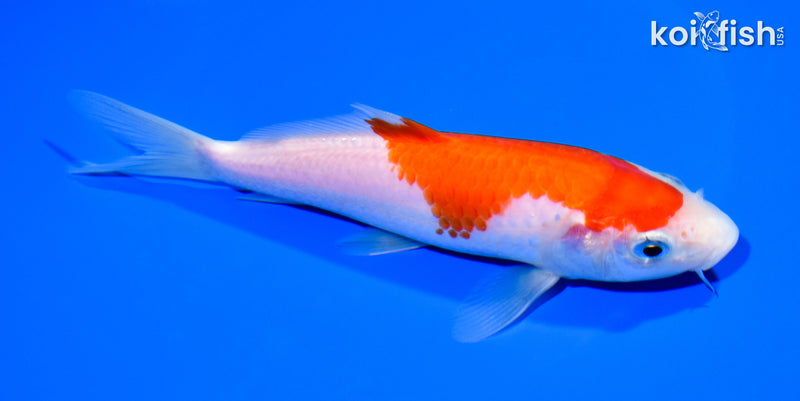 6.75" KOHAKU