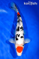 11.5" GINRIN MARUTEN SANKE