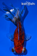 4.5" CALICO TELESCOPE GOLDFISH
