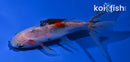 3.5" WAKIN GOLDFISH