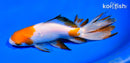 6.25" WATONAI GOLDFISH