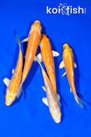 PACK OF (5) 3.75-4.75" STANDARD KOI