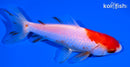 4.75" SARSA WAKIN GOLDFISH