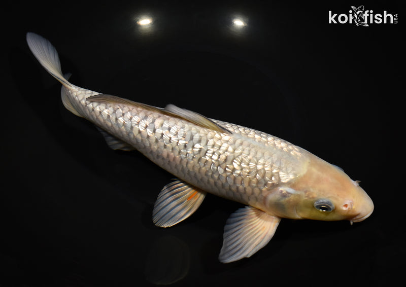 11.5" GINRIN SORAGOI