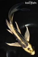 7" ARAGOKE KIN KIKOKURYU BUTTERFLY