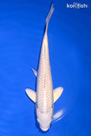 7.25" PLATINUM OGON
