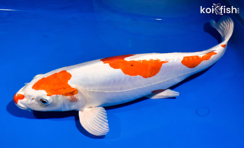 15" KIKUSUI
