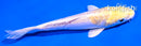 4.5" DOITSU LEMON HARIWAKE