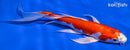 7.75" HARIWAKE BUTTERFLY