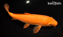 8.25" CHAGOI
