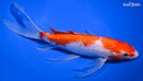 9.25" GINRIN KOHAKU BUTTERFLY