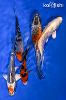 PACK OF (5) 4-5" STANDARD KOI
