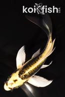 5.5" KIN KIKOKURYU BUTTERFLY