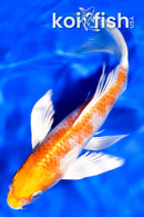 7.5" HARIWAKE BUTTERFLY