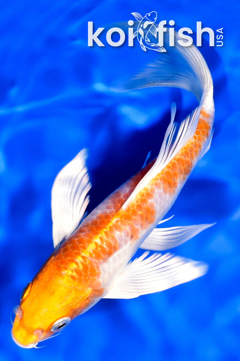 7.5" HARIWAKE BUTTERFLY