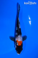 5" SHOWA