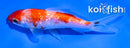 4" GINRIN KOHAKU