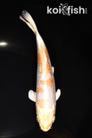 8.25" GINRIN HARIWAKE