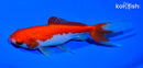 5.75" SARASA WAKIN GOLDFISH