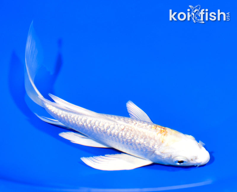 6" GINRIN HARIWAKE BUTTERFLY