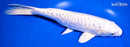 10.25" DOITSU PLATINUM OGON