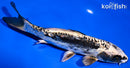 7.25" KIKOKURYU