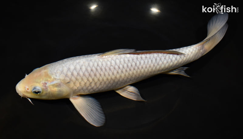 11.5" SORAGOI
